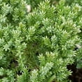 thumbnail image 2 of Expert Gardener Procumbens Nana Juniper 2.5 Quart - Blue Green Low Growing Evergreen Groundcover Shrub - Full Sun, 2 of 5