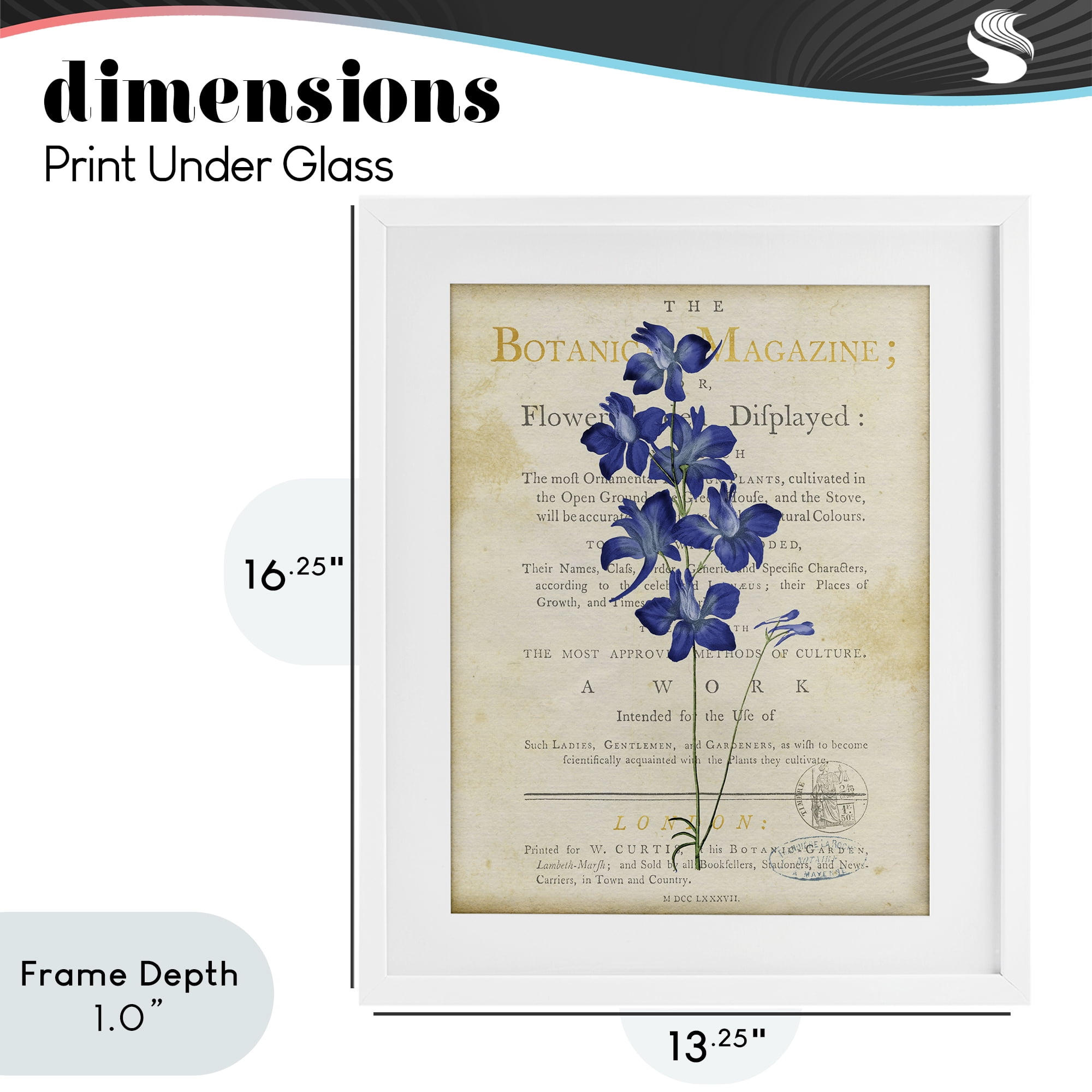 Stupell Industries Natural Botanic Garden Flower White Framed Print Under Glass, design by Susan Arnot
