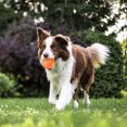 thumbnail image 4 of Interactive Ball,Mode Play And Toy Ball And - Durable And Suitable And Ball - Dual Mode And Cat - Ip54 Waterproof And Ip54, 4 of 6