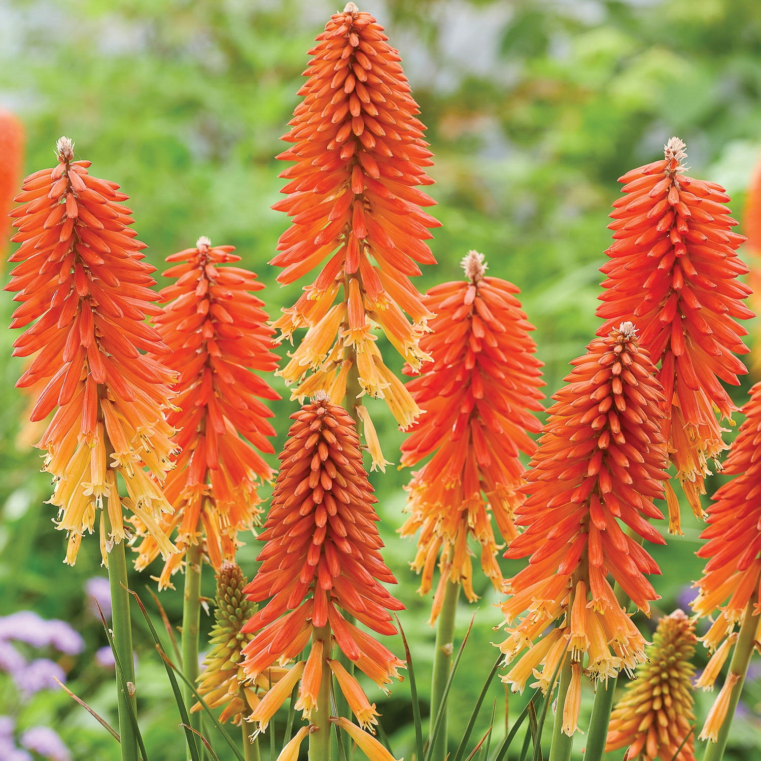 Expert Gardener Kniphofia Red Hot Poker Set of 3 Dormant Bare Roots Perennial Full Sun Orange