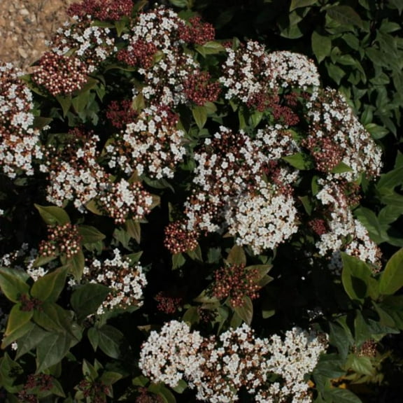 Spirit Viburnum - 3 Gallon Pot