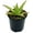 Aloe Pink Blush, variant on ragnaroc Live Succulents – Crassula Falcata in 4” Pot - 1ct - Live Arrival Guaranteed - Potted Succulents, House Plants for Home Decor & Gift