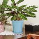 thumbnail image 5 of Lavabo De Plástico Maceta de plástico azul con platillo y orificios de drenaje para suculentas,hierbas y cactus,para uso interior y exterior (1 pieza). Rkxzt, 5 of 9