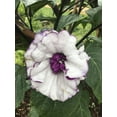 thumbnail image 3 of Purple People Eater Angel Trumpet Seeds- 5 Seeds, 3 of 5