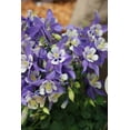 thumbnail image 2 of Kirigami™ Deep Blue & White Columbine - Aquilegia - Quart Pot, 2 of 2