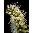 thumbnail image 3 of 100 MINT BUSH White Elsholtzia Stauntonii Alba Chinese Mint Fragrant Shrub Seeds, 3 of 5