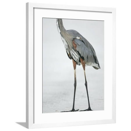 Great Blue Heron Lower Body Showing its Long Legs Used for Wading, Ardea Herodias, USA Framed Print Wall Art By Arthur