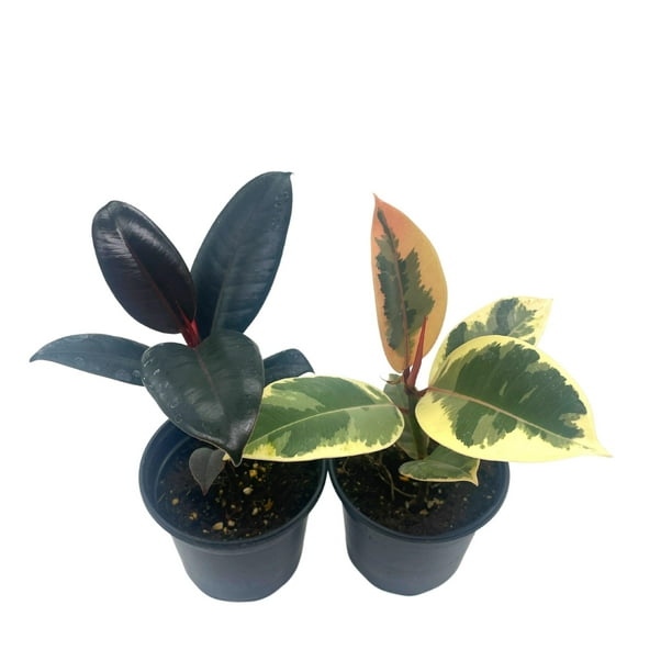 Ficus elastica Assortment, 4 inch, Variegated Rubberplant Variety, Dark ...