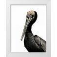 thumbnail image 1 of Ogren, Sarah 15x18 White Modern Wood Framed Museum Art Print Titled - Brown Pelican, 1 of 4
