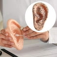 thumbnail image 6 of Serenable Human Ear Acupoint Auricular Acupoint Model with Acupoint Soft PVC Simulation Massage Practice Tool for Learning Massaging Left, 6 of 9