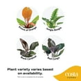 thumbnail image 2 of Costa Farms 20" Philodendron Grower's Choice Live House Plants in 10" Grower Pot 2 (Count), 2 of 9