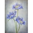 thumbnail image 2 of Disher, Mandy 18x24 Gold Ornate Wood Framed with Double Matting Museum Art Print Titled - Scabiosa, 2 of 4