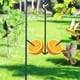 thumbnail image 5 of Comedero colgante para aves Oriole • Armazón de acero recubierto • Montaje en gancho o estaca para el suelo • Contiene naranjas, gelatina de uvas • Patio exterior en el jardín, 5 of 9
