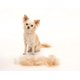 thumbnail image 4 of Herramienta para quitar el polvo de los perros de pelo corto, color verde, talla XS, 4 of 5