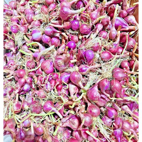 0.5lb Red Shallot Bulbs for Planting, Shallots Onions Bulb