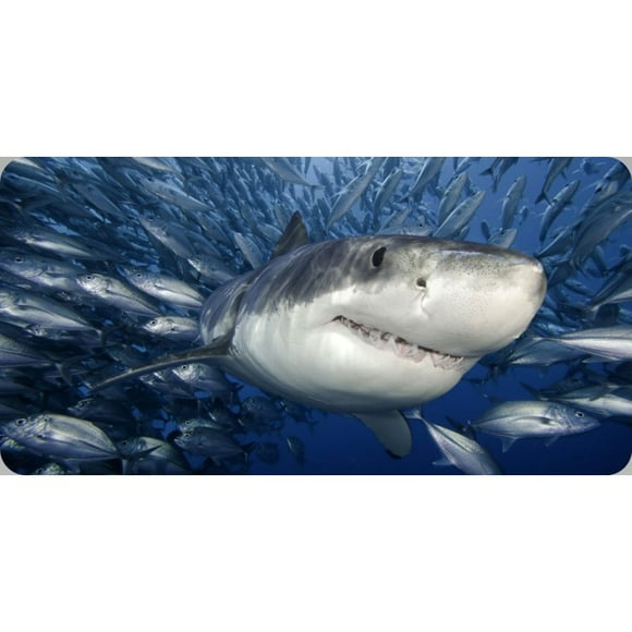Shark Swimming With Fish Photo License Plate