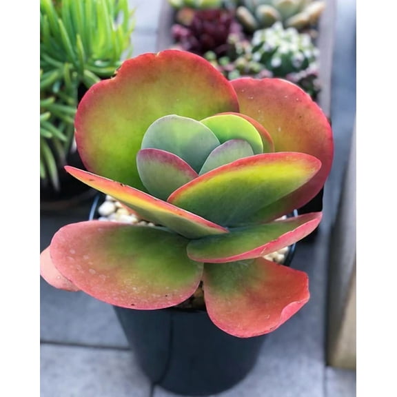 Flapjack Succulent Plant Live for Planting - Paddle Plant - Kalanchoe Luciae Plant - 4 Inch Pot