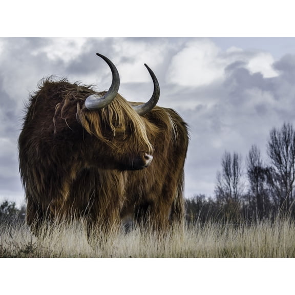 Highland Cow Coo Scottish Large Wall Art Print
