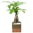 thumbnail image 2 of Arcadia Garden Products Live Money Tree in 4.5" Cork Pot Square, Brown, 2 of 4