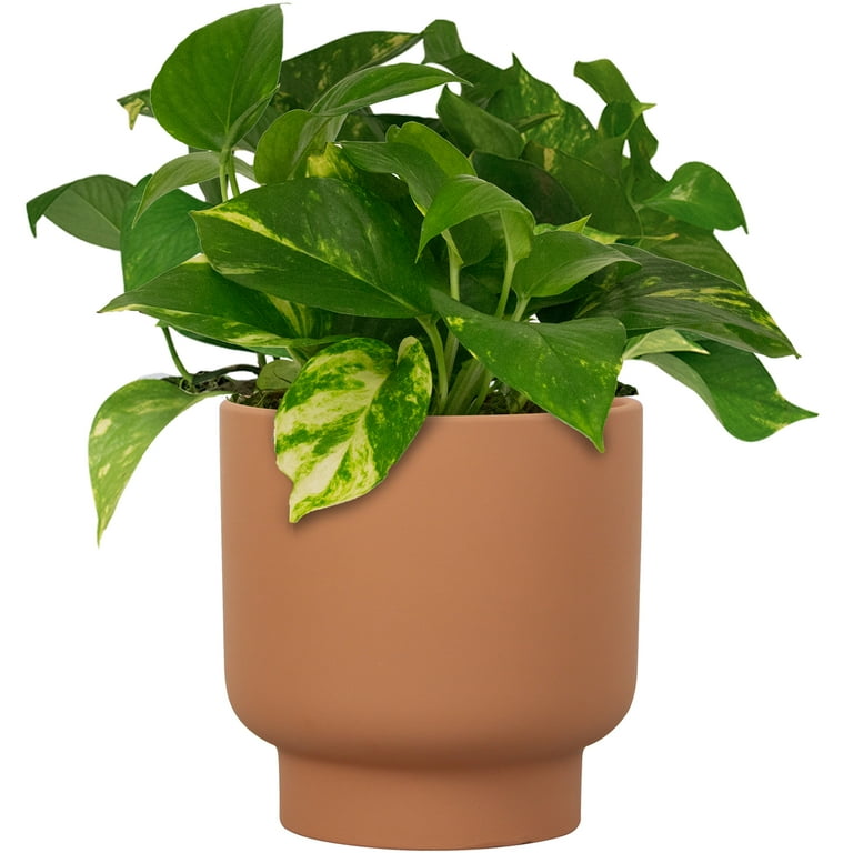 Mainstays 8in Petra Terra Round Planter Terracotta Indoor Outdoor