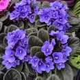thumbnail image 2 of Blue African Violets Live Plant, Random Blue Flowers Streptocarpus, Indoor Flower Plants, Blooms All Year Round 4 Inch Pot, 2 of 6