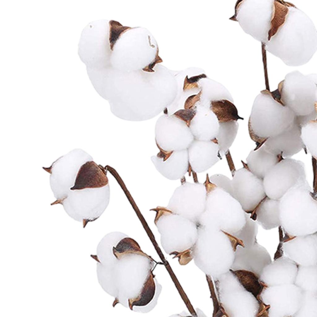 Axioma tishita 40cm Natural Dried Cotton Artificial Flower Floral Arrangement Fillers 7 Bolls 6pcs