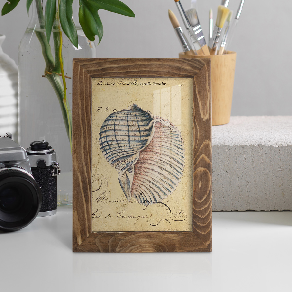 Seashell Ephemera V - Framed Print w/glass - Walnut