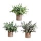 thumbnail image 5 of 3 piezas de plantas artificiales Strade Fareast Limited en maceta decorativas 8 cm x 8 cm, 5 of 8
