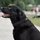 thumbnail image 3 of Collardirect Collar Martingale Para Perro, Cadena Ajustable, 3 of 5