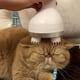 thumbnail image 5 of Masajeador de cabeza de gato, cabezal de cepillo de silicona suave, masaje suave, carga USB, masajeador eléctrico para mascotas, 5 of 6