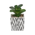 thumbnail image 4 of Kibo Mini Faux Succulent Stripe Pot, 4 of 5