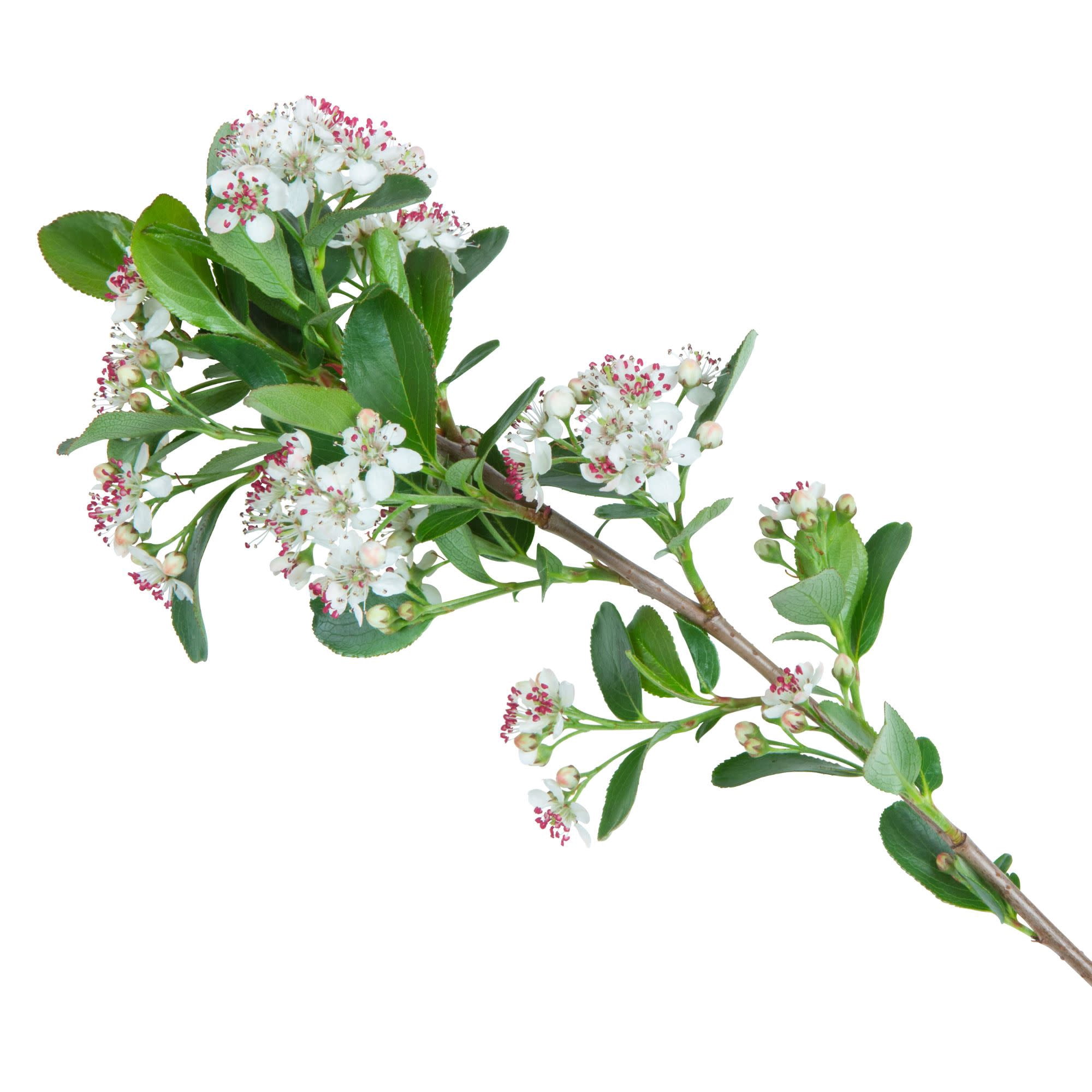 Proven Winners ColorChoice 5" White Low Scape Mound Aronia Live Plant in 4.5" Pot (4 Count)