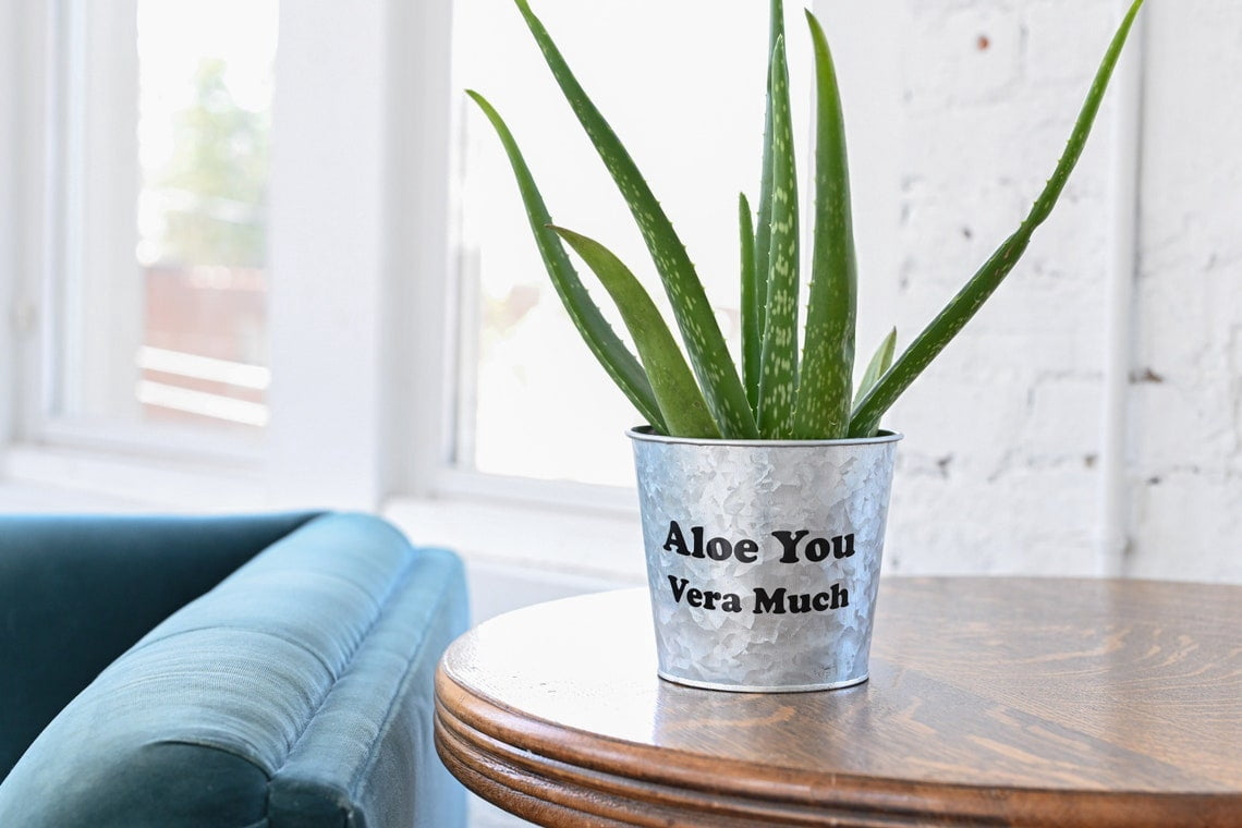 Live Aloe Vera Plant 4" Aloe You Vera Much Pot