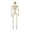 C 40x12x5cm, variant on SUYOLL Ornaments 40cm Poseable Halloween Skeleton Movable Bones With Desktop Hat/Cape Or Weathered Effects For Bar Party (3 Styles) Decorations