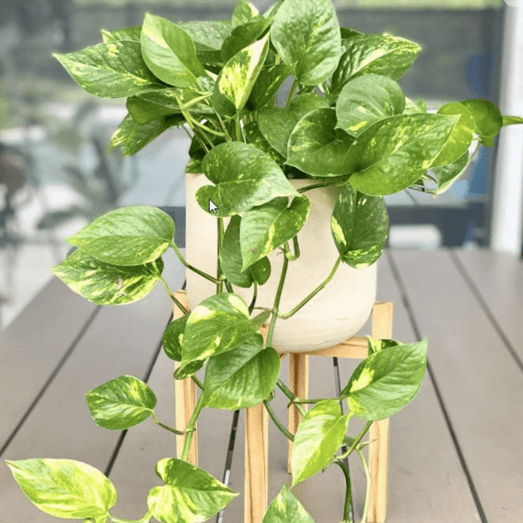 Golden Pothos Live Plant, Indoor Houseplant, 3- 5 inches Height Plant in Pot, USDA Zones 10-11