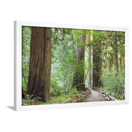 Trail Through Muir Woods National Monument, California, USA Framed Print Wall Art By Jaynes