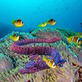 thumbnail image 3 of Dpityserensio Printed,Fish Tank Landscaping Decoration Printing Articulated, 3 of 5