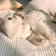 thumbnail image 3 of Traje De Recuperación Para Gatos, Traje De Recuperación Para Gatitos, Alternativa De Cuello E Para Gatos Y Perros, 3 of 8