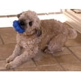 thumbnail image 2 of Hugs Pet Products Arctic Freeze Snowflake Dog Toy, 2 of 6