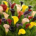 thumbnail image 1 of Flower Bulbs - Calla Lily Zantedeschia Assorted (5 Bulbs), 1 of 1