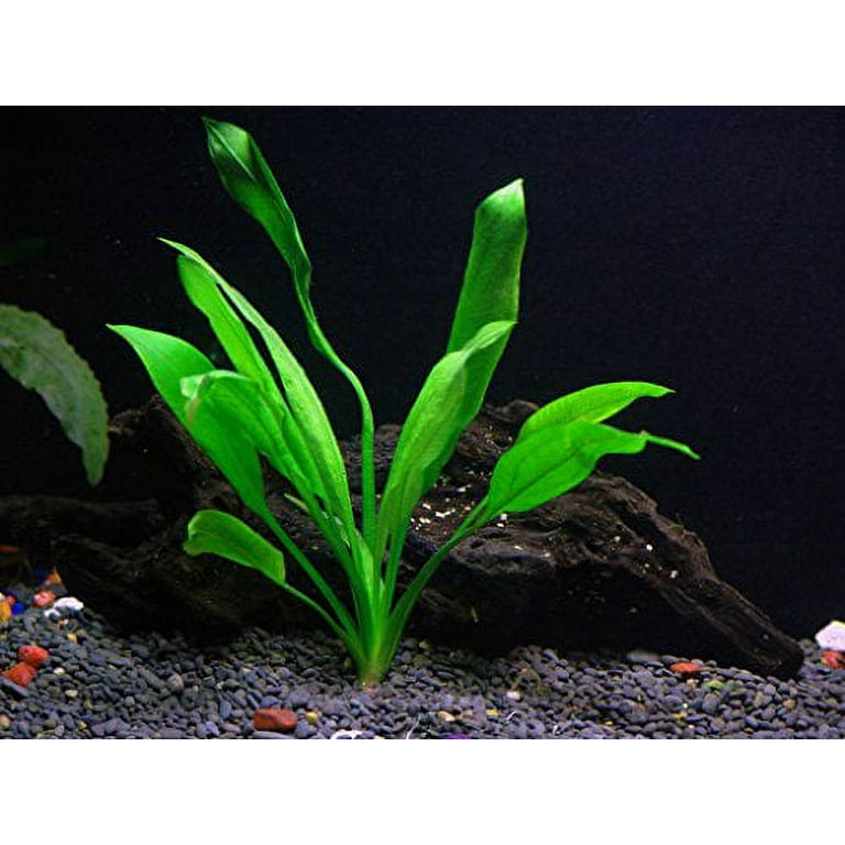 Anubias Chili Jalapeño, Easy Live Aquarium Plants, Live Aquatic Fish Tank  Plants, Plant Decoration for Aquascaping, Aquarium Decor 