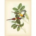 thumbnail image 2 of Gould, John 12x14 Gold Ornate Wood Framed with Double Matting Museum Art Print Titled - Gould Birds of the Tropics III, 2 of 4