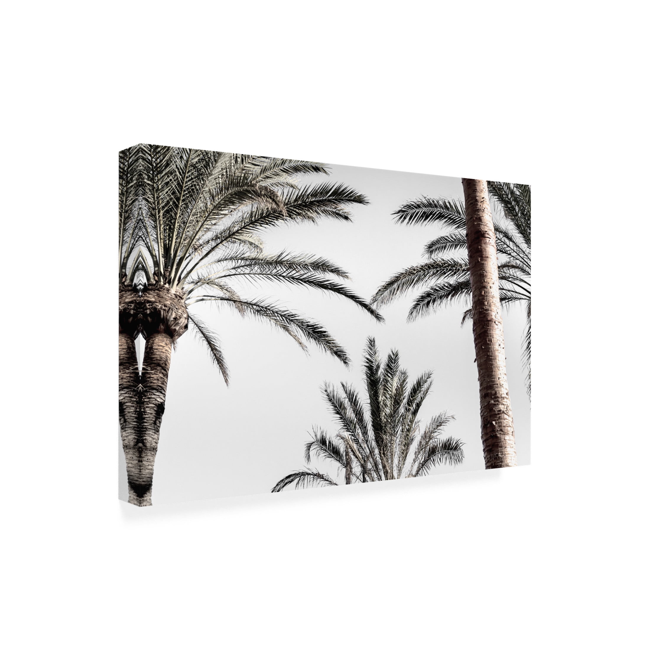 Trademark Fine Art Pictufy Studio Palm 007 Canvas Wall Art
