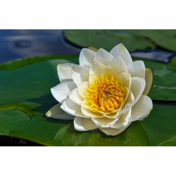 Seedville 10 White Water Lily Plant Seeds, 9 - 12" White Flowers