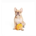 thumbnail image 3 of One Paw, Triceratops Dinosaurs Plush Dog Toy, 3 of 3