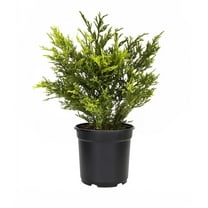 Juniper Gold Lace  1 Live 4 Inch Pot  Juniperus Chinensis  Drought Tolerant Cold Hardy Evergreen Groundcover Plants