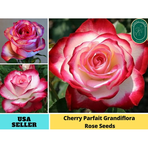 30+ SeedsCherry Parfait Grandiflora Flower Rose Authentic Seeds