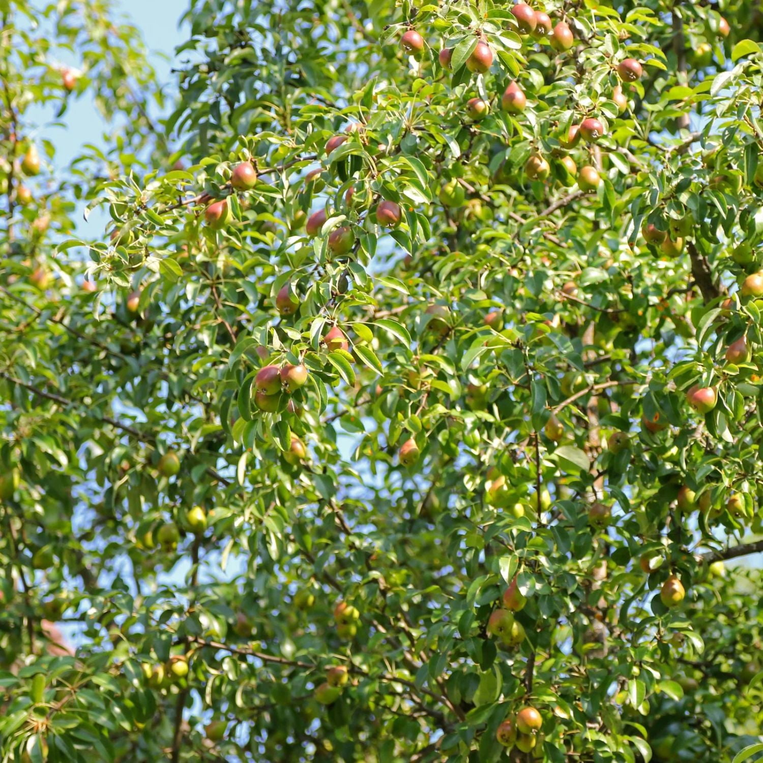 Expert Gardener 2-3 ft. tall Moonglow European Pear Live Tree in 5-Gallon Grower Pot