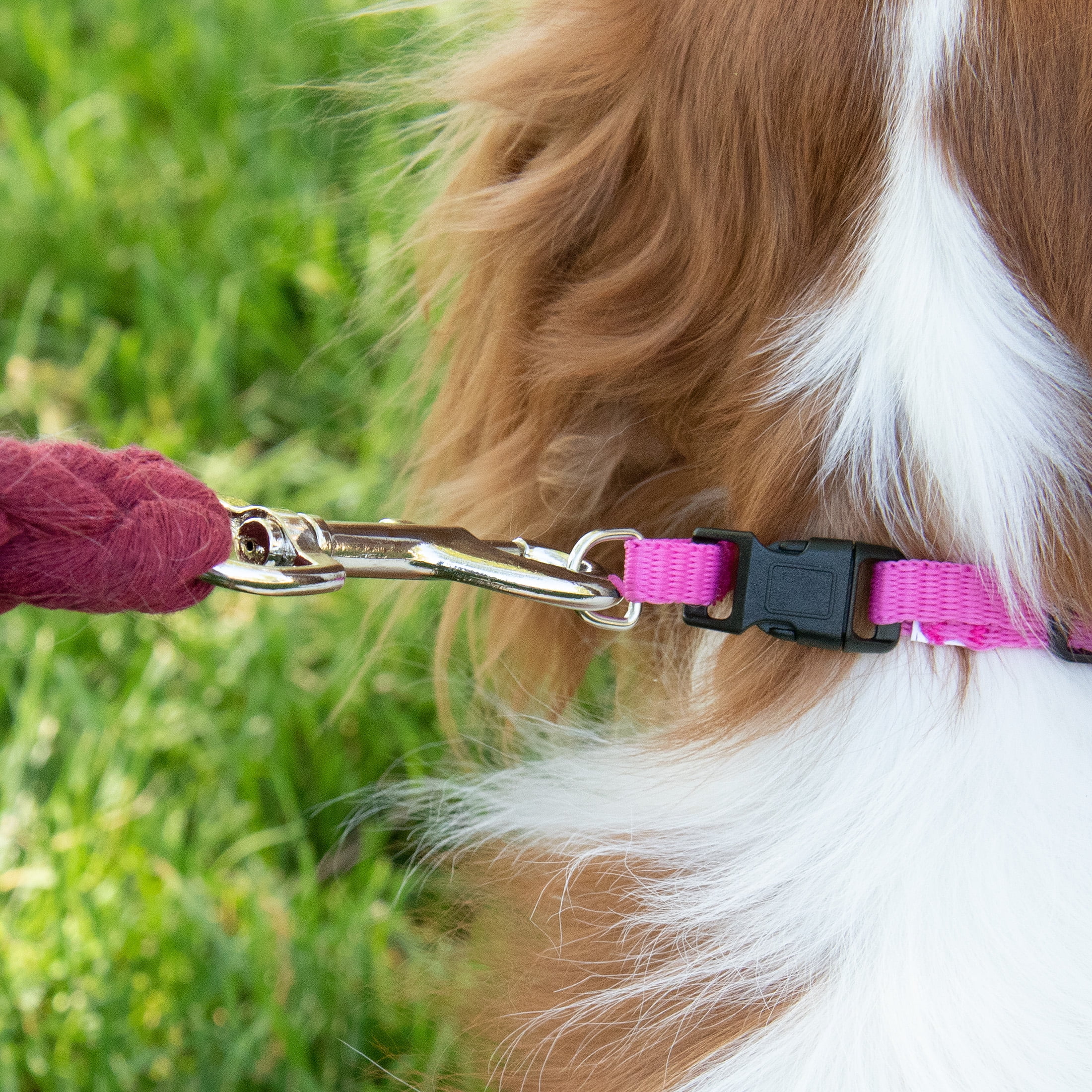 (6 pack) Pet Champion Dog Collar Small Pink, 1.0 CT