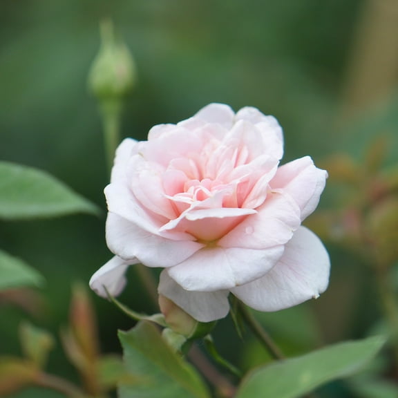 Everblooming Cl Cécile Brünner™ Rambling Rose by Heirloom Roses - Live Rose Plants
